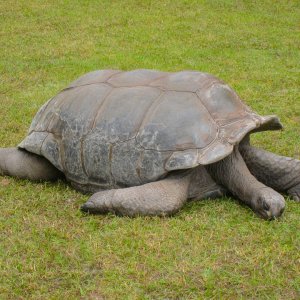 ALDABRA BREEDER