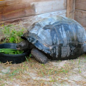 ALDABRA BREEDER