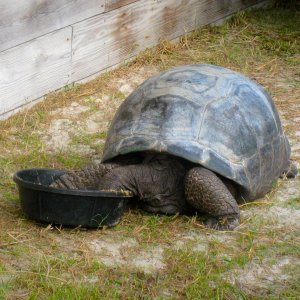 ALDABRA BREEDER