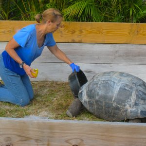 ALDABRA BREEDER