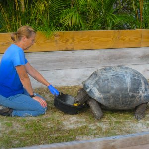 ALDABRA BREEDER