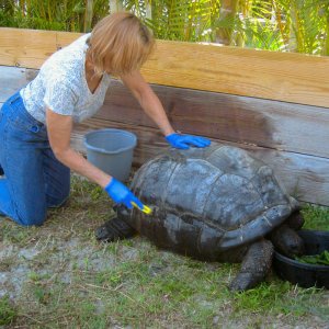 ALDABRA BREEDER