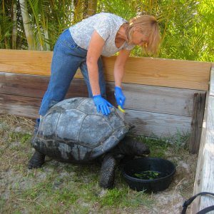 ALDABRA BREEDER