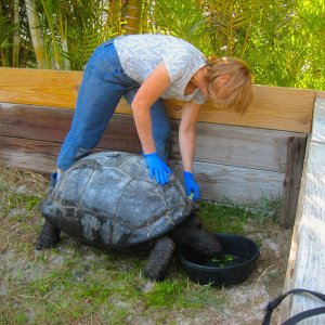 ALDABRA BREEDER