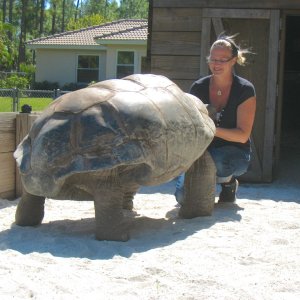 ALDABRA BREEDER