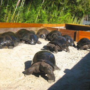 ALDABRA BREEDER