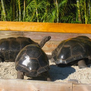 ALDABRA BREEDER