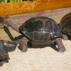 ALDABRA BREEDER