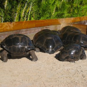ALDABRA BREEDER