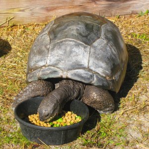 ALDABRA BREEDER