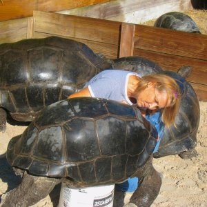ALDABRA BREEDER