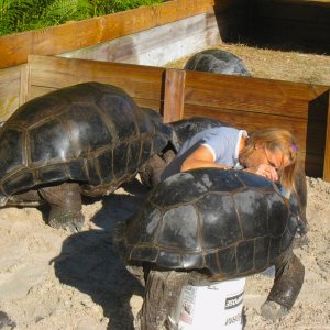 ALDABRA BREEDER