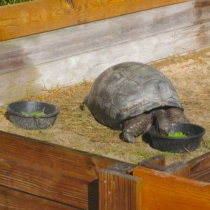 ALDABRA BREEDER