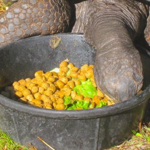 ALDABRA BREEDER