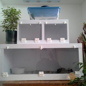 Female Diamond and set up