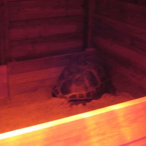 ALDABRA BREEDER