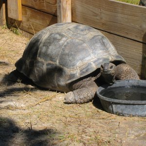 ALDABRA BREEDER