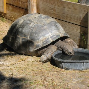 ALDABRA BREEDER