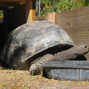 ALDABRA BREEDER