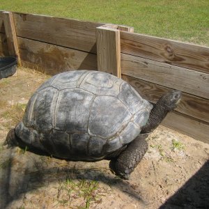 ALDABRA BREEDER