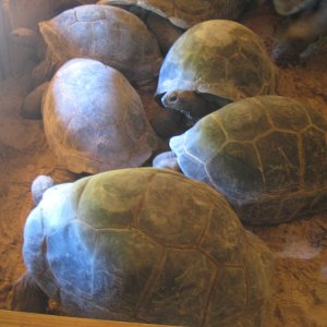 ALDABRA BREEDER