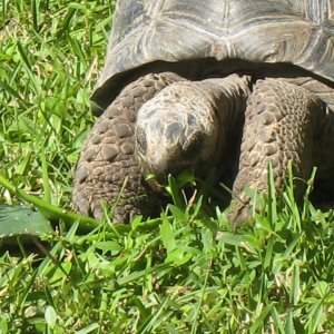 ALDABRA BREEDER