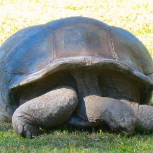 ALDABRA BREEDER