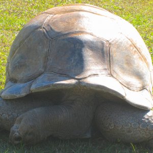 ALDABRA BREEDER