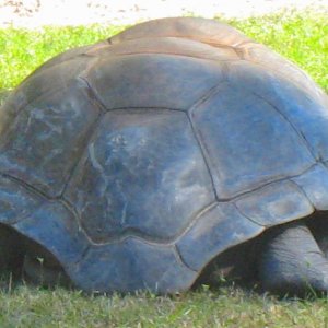 ALDABRA BREEDER