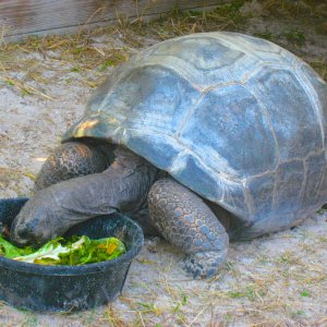 ALDABRA BREEDER