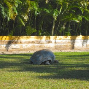 ALDABRA BREEDER