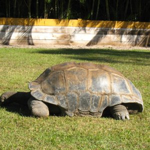 ALDABRA BREEDER