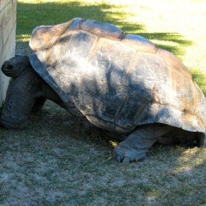 ALDABRA BREEDER