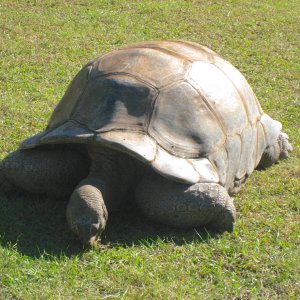ALDABRA BREEDER