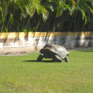 ALDABRA BREEDER