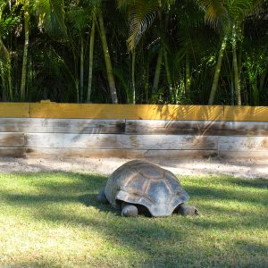 ALDABRA BREEDER