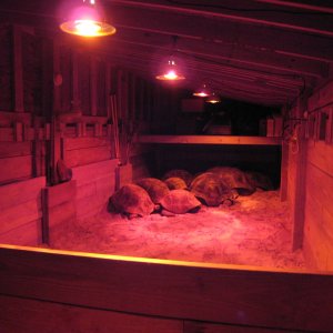 ALDABRA BREEDER