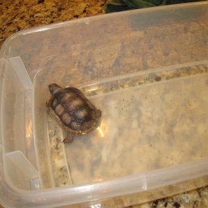 ALDABRA BREEDER