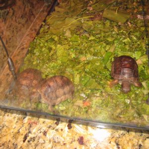 ALDABRA BREEDER