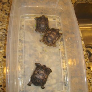 ALDABRA BREEDER