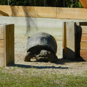 ALDABRA BREEDER