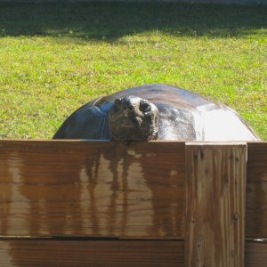 ALDABRA BREEDER