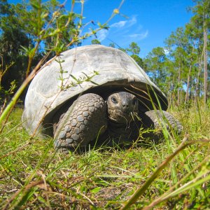 ALDABRA BREEDER