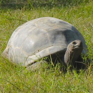 ALDABRA BREEDER