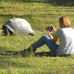 ALDABRA BREEDER
