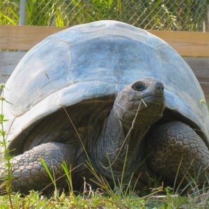 ALDABRA BREEDER
