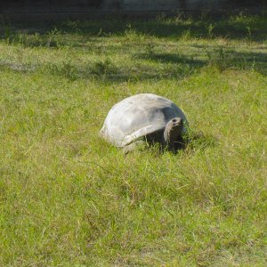 ALDABRA BREEDER