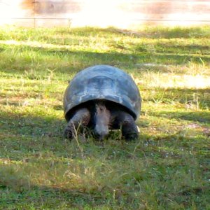 ALDABRA BREEDER