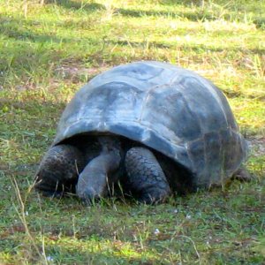 ALDABRA BREEDER