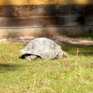 ALDABRA BREEDER